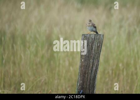 meadow pipit Anthus pratensis Wadden Sea Noth Germany Stock Photo