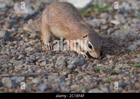 Unstriped ground squirrel Xerus rutilus Amboseli National Park - Africa Eating Stock Photo