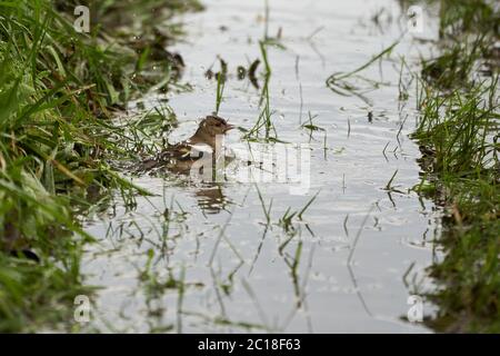 Bathing common chaffinch simply chaffinch Fringilla coelebs finch Stock Photo