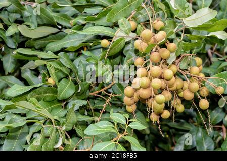 Longan bunch on the tree Stock Photo