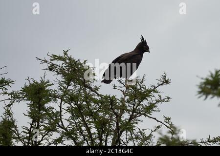 Crowned eagle African crowned eagle hawk Stephanoaetus coronatus Lake Nakuru Kenya Stock Photo