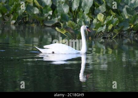 Mute Swan in water - Cygnus olor  / Cygnus - a pair of mute swans in  water swimming in a marsh / pond - Spatterdock - Nuphar advena Stock Photo
