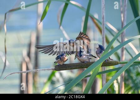 Barn swallow feeding chicks - Hirundo rustica - young hungry swallows on a cattail ( Typha ) waiting to be fed - adult bird feeding juvenile bird Stock Photo