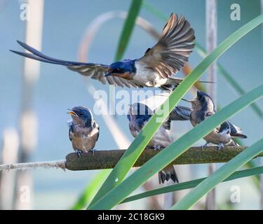 Barn swallow feeding chicks - Hirundo rustica - young hungry swallows on a cattail ( Typha ) waiting to be fed - adult bird feeding juvenile bird Stock Photo