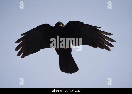 Alpine chough yellow billed Pyrrhocorax graculus crow Pyrrhocorax switzerland mountain flight Stock Photo