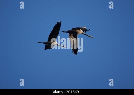 Common crane Grus grus also Eurasian crane in flight northern east Germany Stock Photo