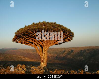 exotic and unique Socotra dragon tree, Dracaena cinnabari (CTK Photo