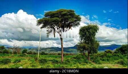 Traditional ethiopian beehives in Nachisar national park. Chamo lake, Ethiopia Stock Photo