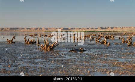 Najaf sea or lake shore, close-up, Iraq Stock Photo