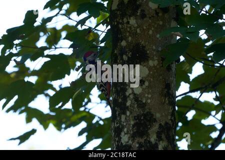 Middle spotted woodpecker Dendrocoptes medius Europe Tree Stock Photo