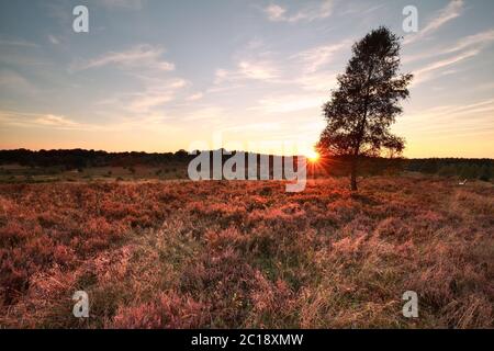 purple sunset over heather hills Stock Photo