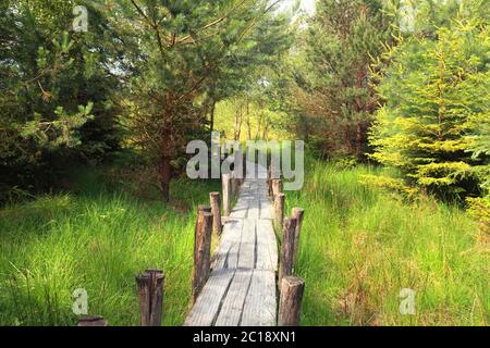 wooden path in the forest Stock Photo