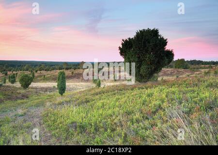 sunset over hills with junipers Stock Photo
