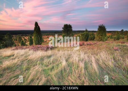 sunset over hills with heather and junipers Stock Photo