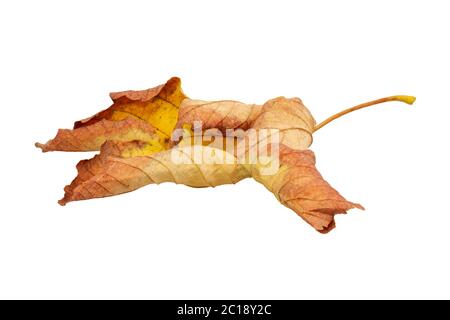 An old dry maple leaf isolated on a white background Stock Photo