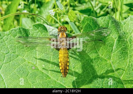Dragonfly sitting on a leaf Stock Photo