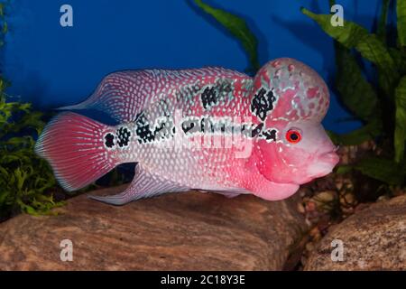 Flowerhorn cichlid fish in aquarium Stock Photo