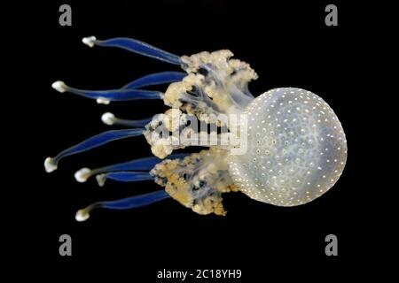 White-spotted jellyfish - Phyllorhiza punctata Stock Photo