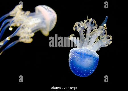 White-spotted jellyfish - Phyllorhiza punctata Stock Photo