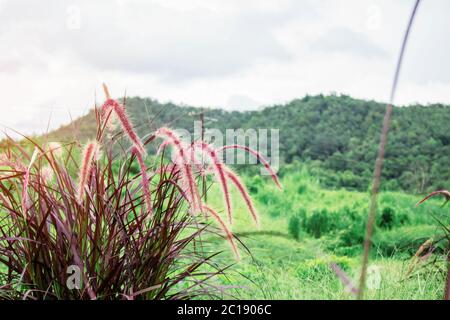 Grass on mountain. Stock Photo
