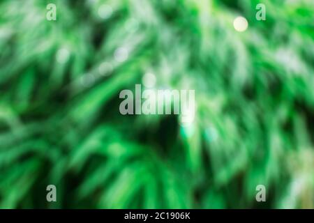 bamboo leaves with background blurred. Stock Photo