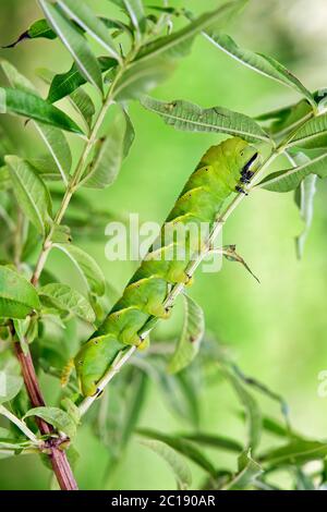 Death's-head hawkmoth larva (caterpillar) - Acherontia atropos Stock Photo