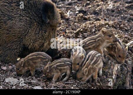 wild boar, pig, wild boar (Sus scrofa), sow with shoats in a forest, Witten, Germany, Europe Stock Photo