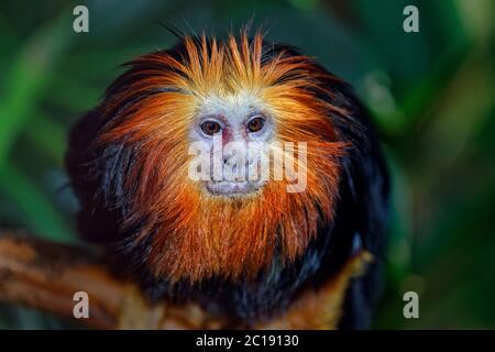 Golden-headed lion tamarin - Leontopithecus chrysomelas Stock Photo