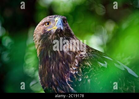 Eastern imperial eagle - Aquila heliaca Stock Photo