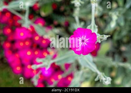 Bright pink flower of the Rose Campion ( Lychni Coronaria) Stock Photo