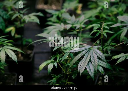 Several cannabis variety cut taken from a mother and rooted in a clear plastic cup. Stock Photo