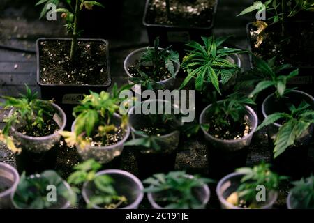 Several cannabis variety cut taken from a mother and rooted in a clear plastic cup. Stock Photo