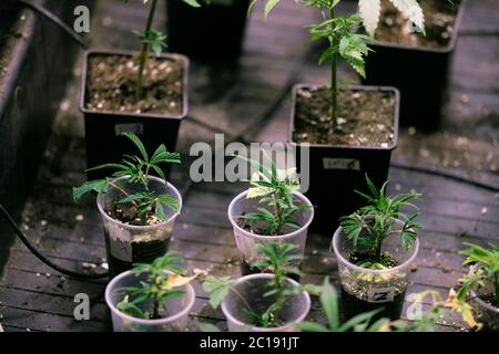 Several cannabis variety cut taken from a mother and rooted in a clear plastic cup. Stock Photo