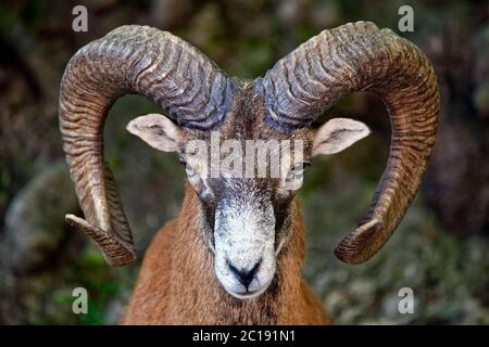 European mouflon (male) - Ovis orientalis musimon Stock Photo