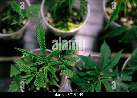 Several cannabis variety cut taken from a mother and rooted in a clear plastic cup. Stock Photo