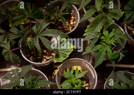 Several cannabis variety cut taken from a mother and rooted in a clear plastic cup. Stock Photo