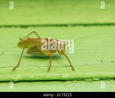 Grasshopper on painted wall - chorthippus parallelus Stock Photo
