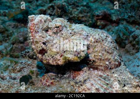 False stonefish (devil scorpionfish) - Scorpaenopsis diabolus Stock Photo