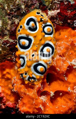 Ocellate Phyllidia - Phyllidia ocellata Stock Photo