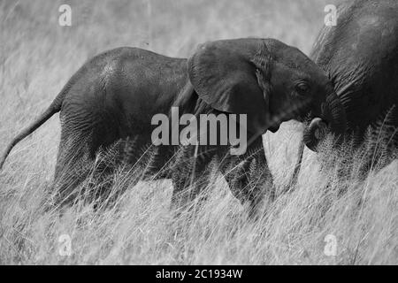 Elephant Baby Amboseli - Big Five Safari -Baby African bush elephant Loxodonta africana Stock Photo