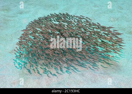 Striped catfish - Plotosus lineatus Stock Photo