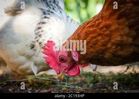 Vibrant red hen is pecking away at grain Stock Photo