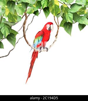 Ara parrot (Scarlet Macaw, Ara macao) sits on a liane among tropical leaves. Isolated on white background Stock Photo