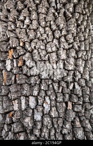 Old tree bark texture or wood background. American persimmon tree.