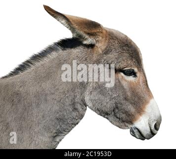 Donkey isolated on white background Stock Photo