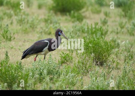 Abdims stork Ciconia abdimii white bellied family Ciconiidae Tanzania Stock Photo