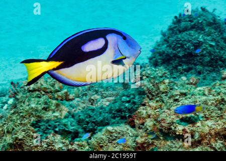 Palette surgeonfish - Paracanthurus hepatus Stock Photo