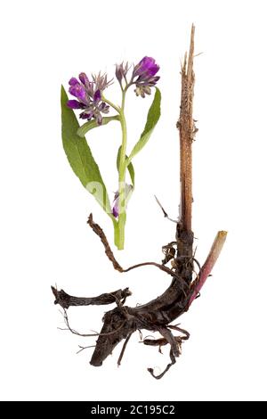 Comfrey flower with root isolated. Stock Photo