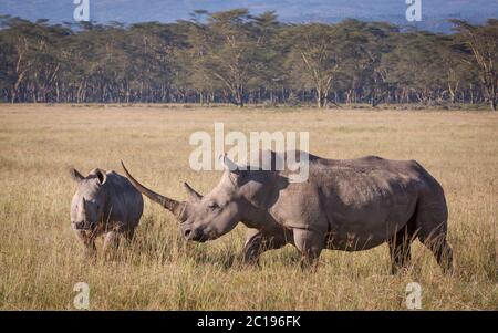 White Rhino with a massive horn and a youngster walking through Lake Nakuru plains Kenya Stock Photo