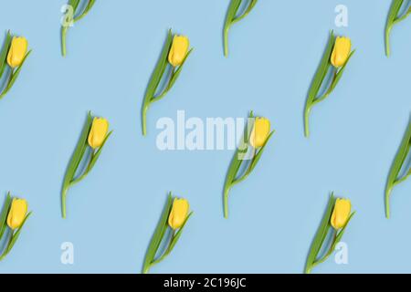 Pattern made of yellow tulip flowers on a blue background. Spring composition. Stock Photo